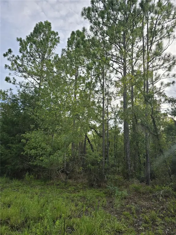 00 NE 124TH TER, Williston, FL 32696