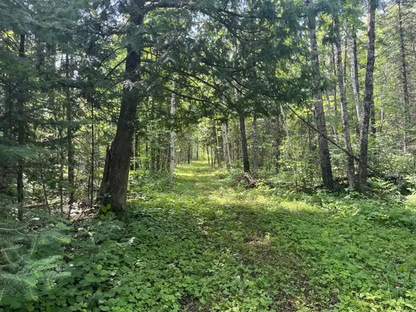 TBD Town Road 118, Birchdale, MN 56629