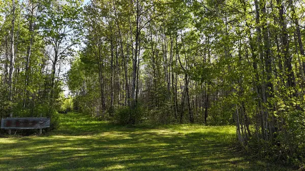 TBD Town Road 118, Birchdale, MN 56629