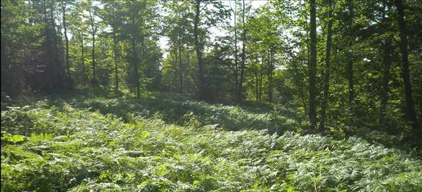 83xxx - Lot 12 Ashwabay RD, Bayfield, WI 54814