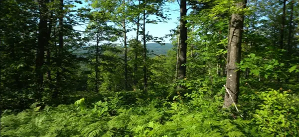 83xxx - Lot 12 Ashwabay RD, Bayfield, WI 54814