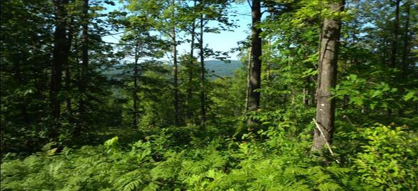 83xxx - Lot 12 Ashwabay RD, Bayfield, WI 54814
