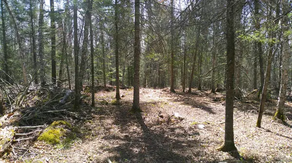 Parcel W TBD Frazer Bay Road, Cook, MN 55723