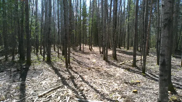 Parcel W TBD Frazer Bay Road, Cook, MN 55723
