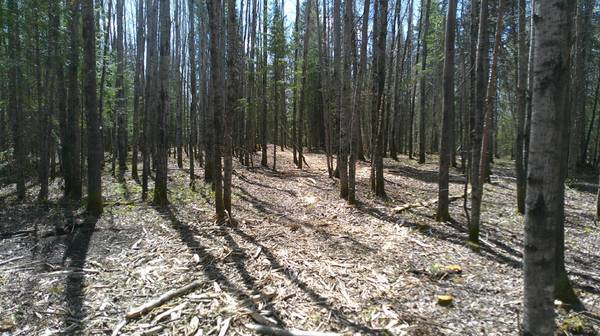 Parcel W TBD Frazer Bay Road, Cook, MN 55723