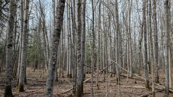 Lot 4 Lund RD, Cook, MN 55723