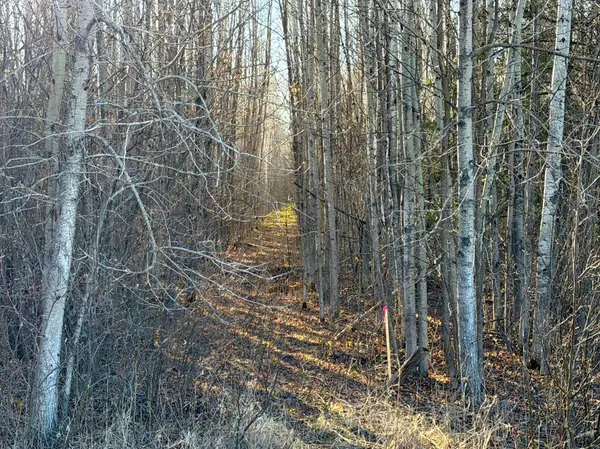 Lot B County Road 79, Littlefork, MN 56653