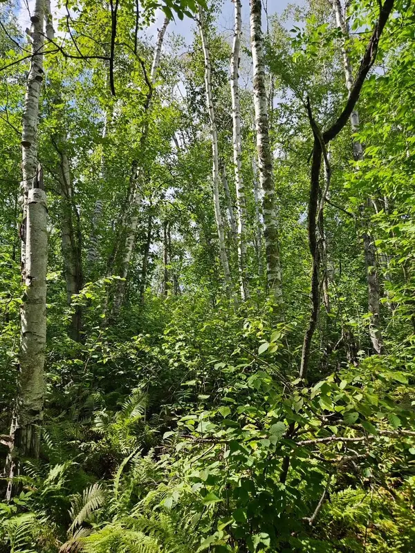 _ __Birch Circle DR NW, Baudette, MN 56623