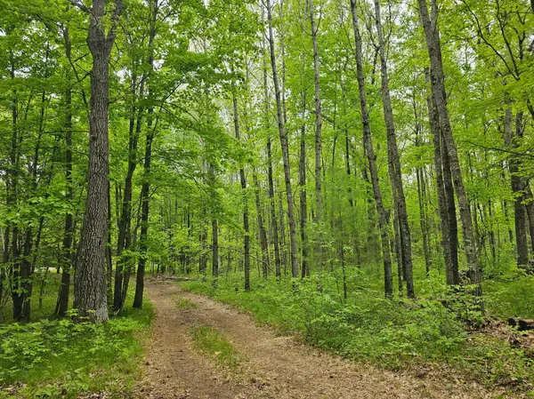 25227 Kruger RD, Webster, WI 54893