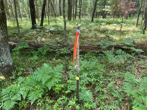 LOT 14 Loon Lake RD, Danbury, WI 54830