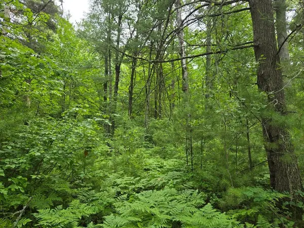 TBD Isle Harbor DR, Federal Dam, MN 56641