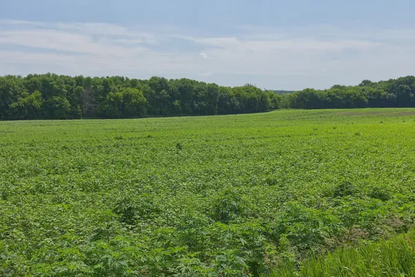 TBD2 Ingram AVE SW, Howard Lake, MN 55349