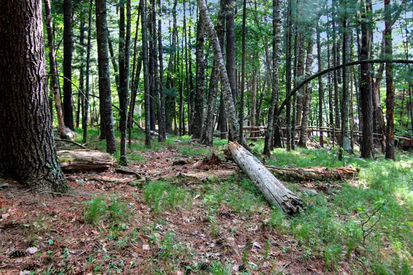 4294 Nod A Way DR, Nisswa, MN 56468