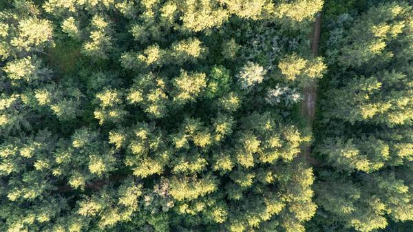 NESW Forest Road 3845 NE, Pennington, MN 56663