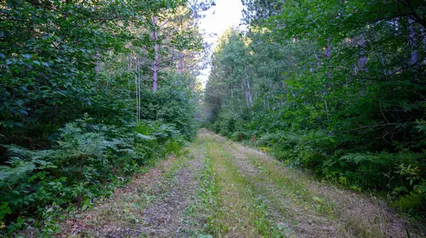 NESW Forest Road 3845 NE, Pennington, MN 56663