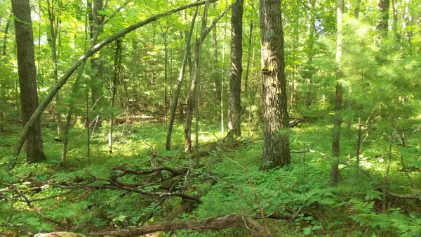 Lot 4 Howard Johnson Trl, Siren, WI 54872