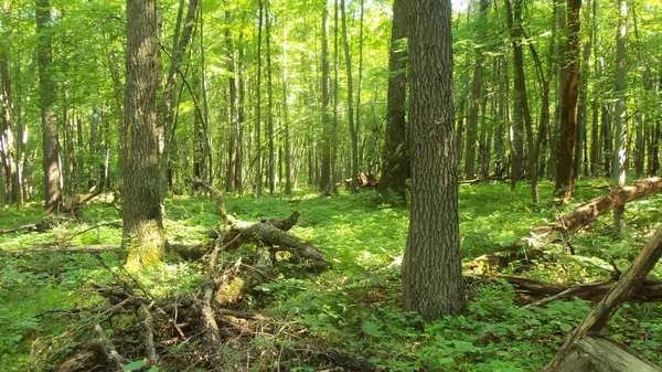 Lot 6 Howard Johnson Trl, Siren, WI 54872