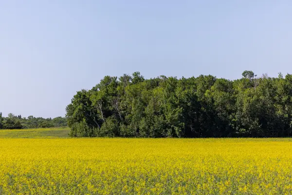 TBD Lake RD, Bottineau, ND 58318