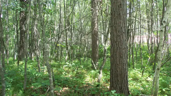 Lot 1 Brch Tree Trl, Spooner, WI 54801