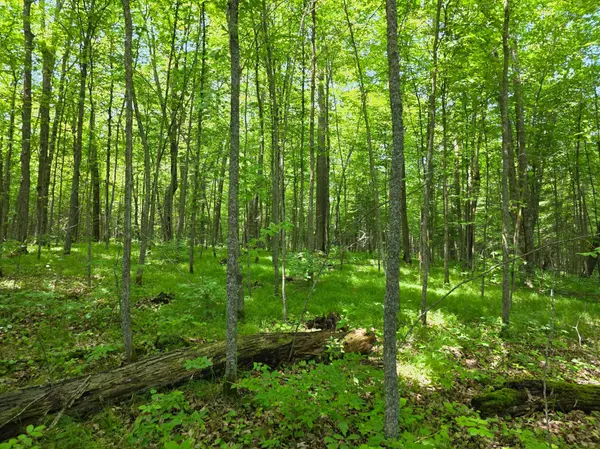 TBD N Moose Lake RD NE, Pennington, MN 56663