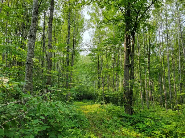 TBD Woodbury DR, Wright, MN 55798