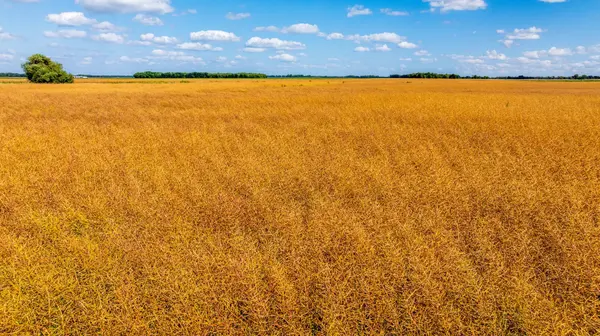 TBD 360 St NW, Argyle, MN 56713