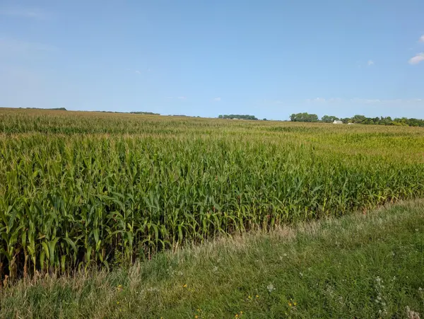 61203 150th St, Chokio, MN 56221