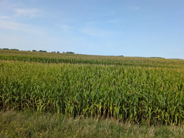 61203 150th St, Chokio, MN 56221