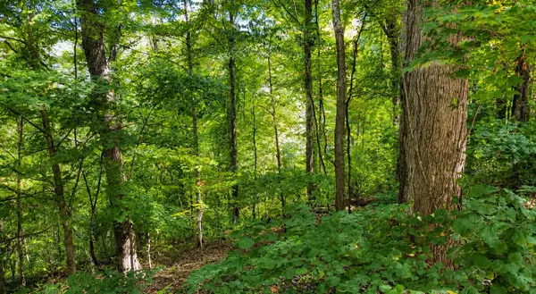 33 Swiper Dr, Smithville, TN 37166