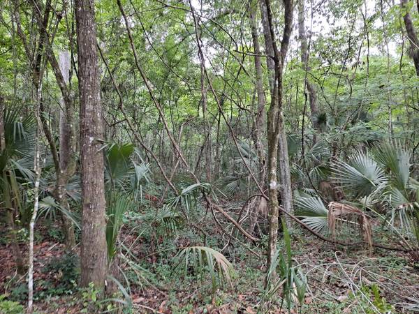 9550 NW 230 ST E, Micanopy, FL 32667