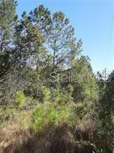 SALYERS RD, Clermont, FL 34714