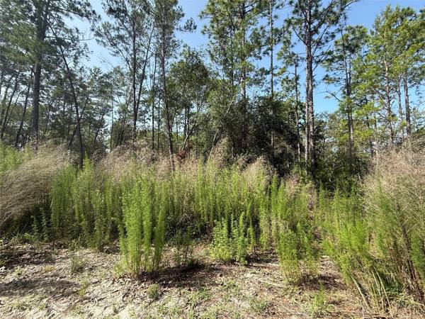 101 WASHINGTON AVE, Satsuma, FL 32189