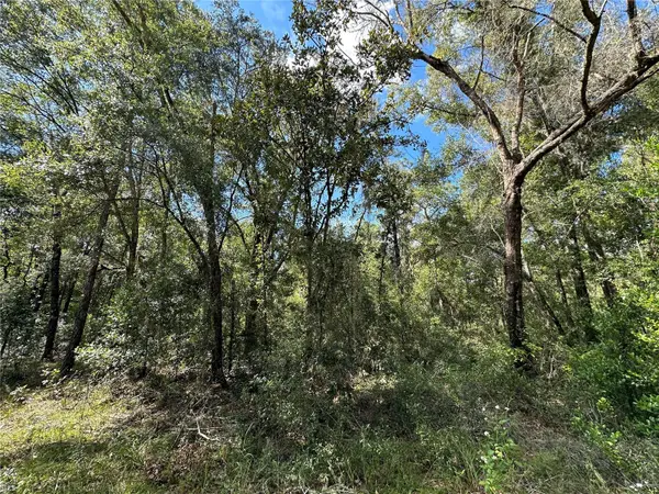 000 NE 156TH AVE, Williston, FL 32696