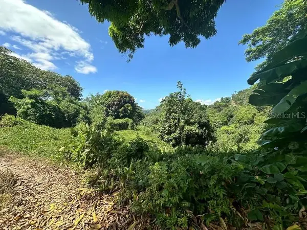 Road PR-140 km 34.2 BARRIO DON ALONSO, Utuado, PR 00641