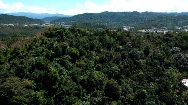 175 BO SAN ANTONIO, Caguas, PR 00725