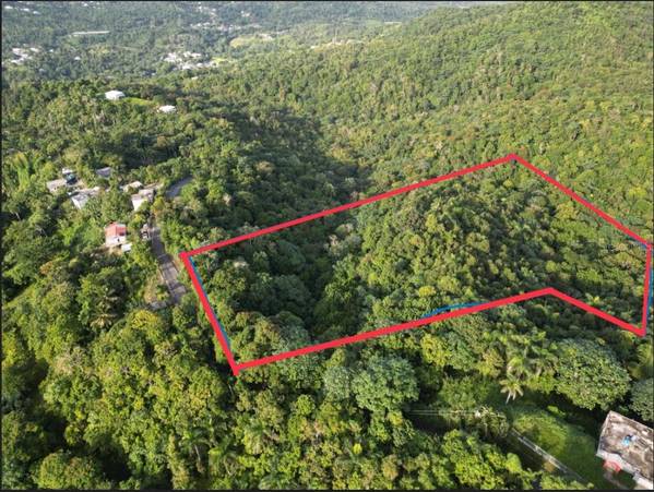 BO CAGUITAS , CARR 785 KM.HM 4.2, , Aguas Buenas, PR 00703