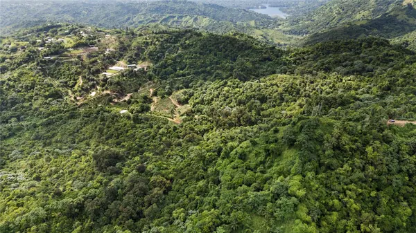 Bo. Hoyos Planes CARR. 531 KM HM7, Jayuya, PR 00664