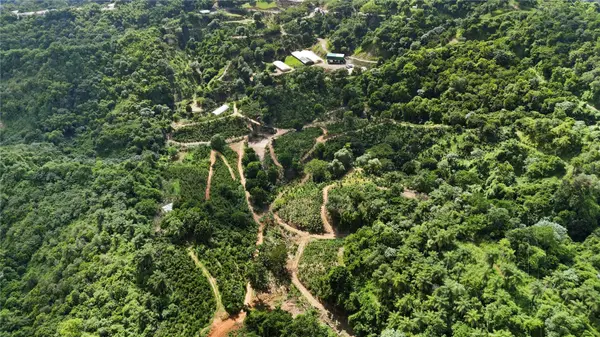 Bo. Hoyos Planes CARR. 531 KM HM7, Jayuya, PR 00664