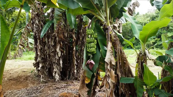 1 1  BO ANGELES, EL CORCHO, Utuado, PR 00641