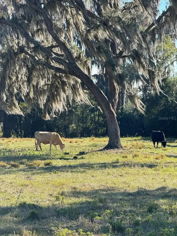 BOY SCOUT RD, Odessa, FL 33556