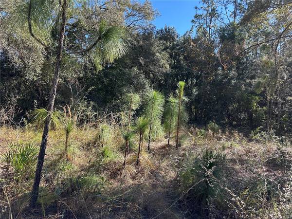 7991 N TINY LILY DR, Citrus Springs, FL 34434
