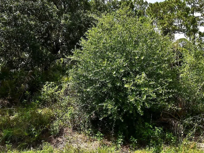 Lot 16 RENTSCHER AVE, North Port, FL 34291