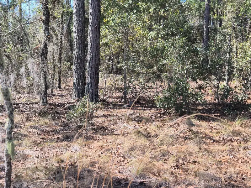 00 NE 137TH AVE, Williston, FL 32696