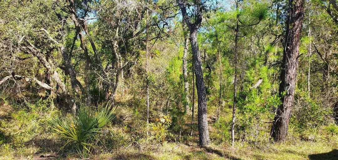 Lot 56 MICHIGAN AVE, Weeki Wachee, FL 34613