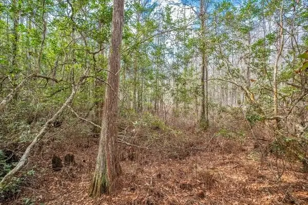 11535 MATTIODA RD, Groveland, FL 34736