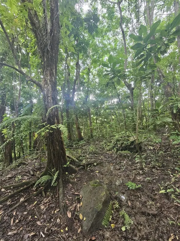 PR 970 MAIZALES WARD, Naguabo, PR 00718