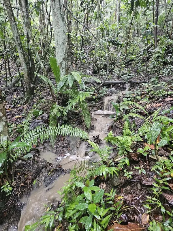 PR 970 MAIZALES WARD, Naguabo, PR 00718