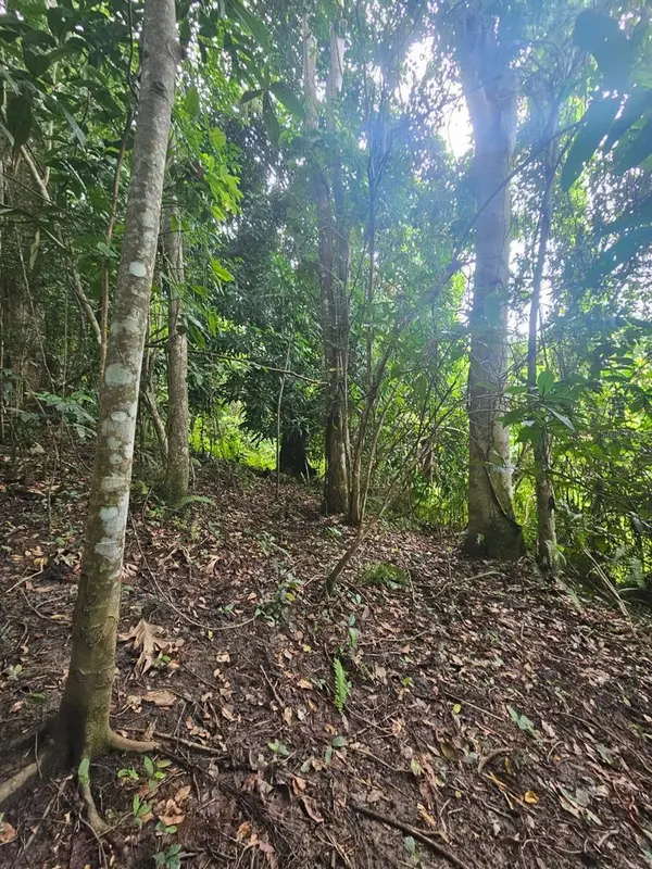 PR 970 MAIZALES WARD, Naguabo, PR 00718