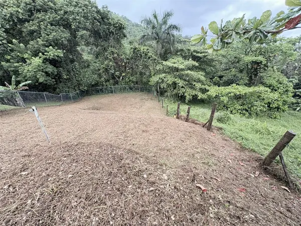 BO PITAHAYA, Luquillo, PR 00773