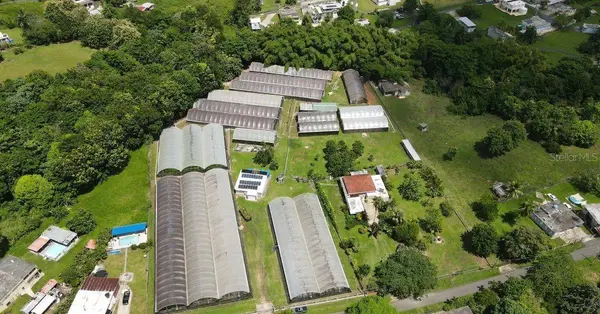 Carr. 137 km 9.9 BO. FRANQUES, Morovis, PR 00687